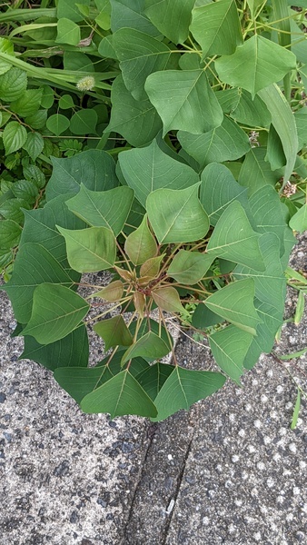 symmetric flower